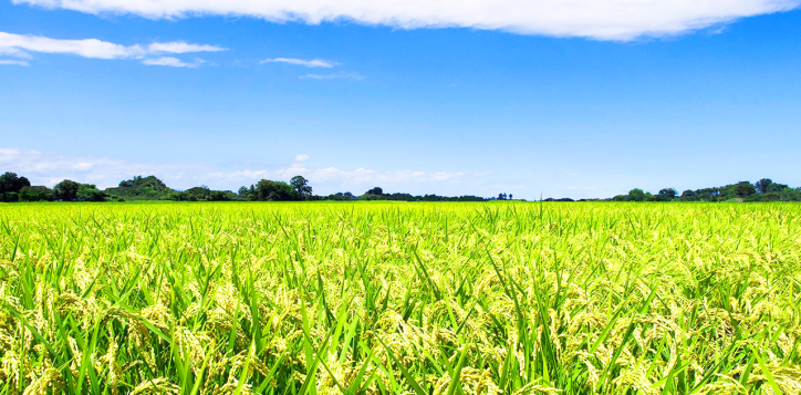 rice-field-2